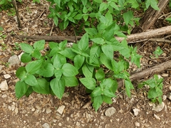 Ruellia drummondiana