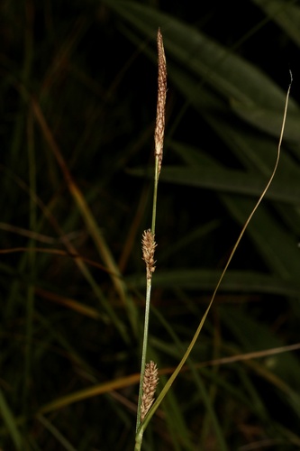 Carex pellita, photograph 5