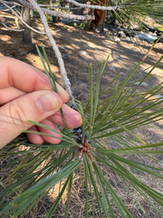 author not stated, no rights reserved Pinus jeffreyi, photograph author not stated, no rights reserved