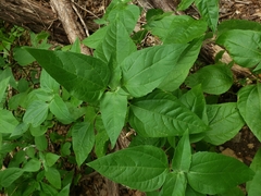 Ruellia drummondiana