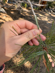 author not stated, no rights reserved Pinus jeffreyi, photograph author not stated, no rights reserved