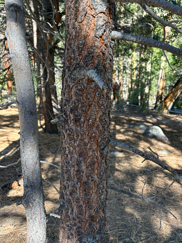Pinus jeffreyi, photograph 3