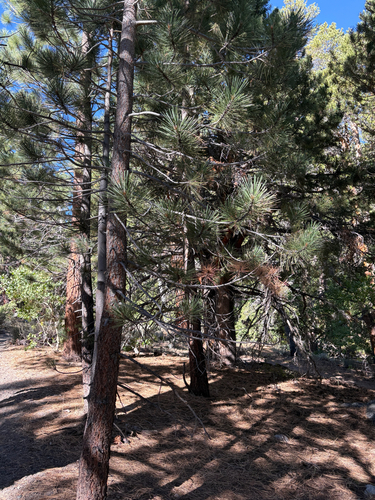 Pinus jeffreyi, photograph 4