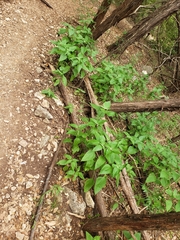 Ruellia drummondiana