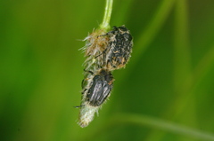 Tropinota hirta