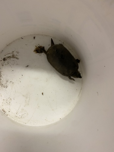 Eastern Musk Turtle