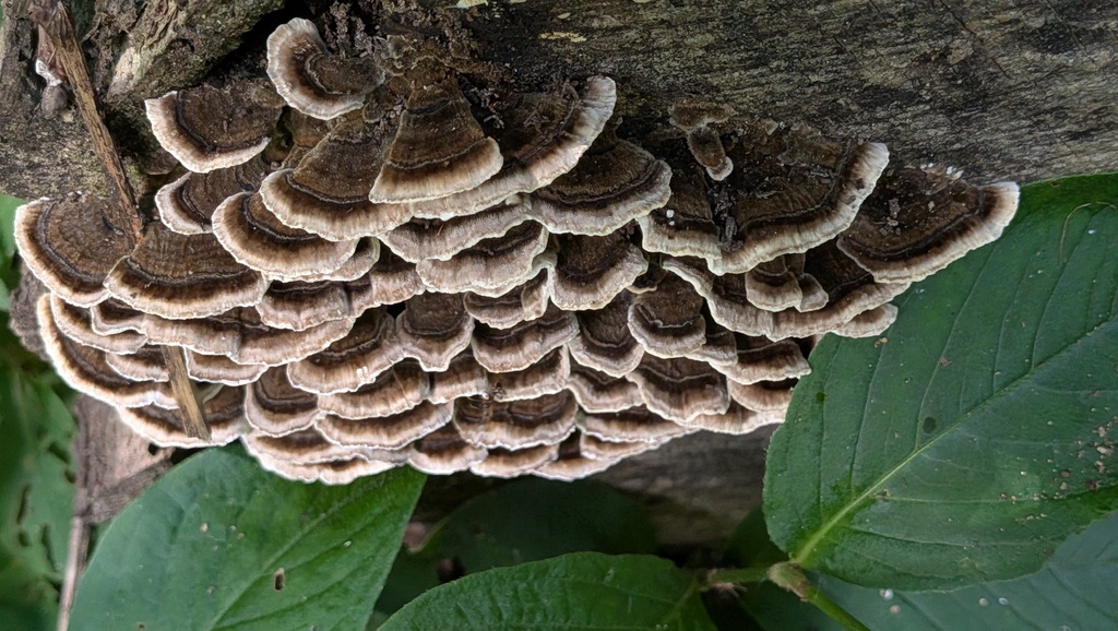 turkey-tail · September 2026 · photo: Photo: (c) Martin Kalfatovic, some rights reserved (CC BY) · iNaturalist
