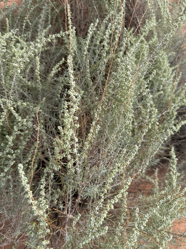Artemisia filifolia, photograph 5
