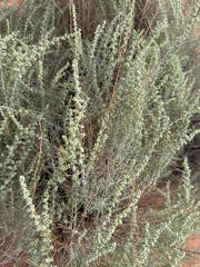 Artemisia filifolia, photograph (c) Zach Earl, some rights reserved (CC BY)