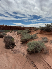 Artemisia filifolia, photograph (c) Zach Earl, some rights reserved (CC BY)