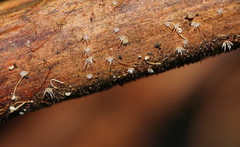 Hispidula dicksoniae