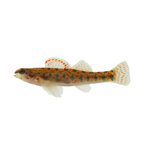Slough Darter