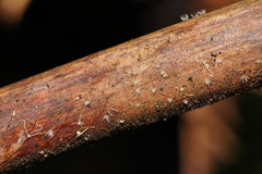 Hispidula dicksoniae