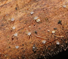 Hispidula dicksoniae