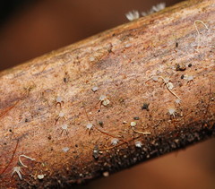 Hispidula dicksoniae