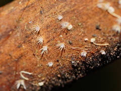 Hispidula dicksoniae