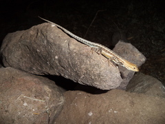 Sceloporus ochoterenae