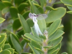 Callipappus