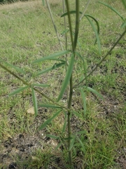 Pediomelum linearifolium