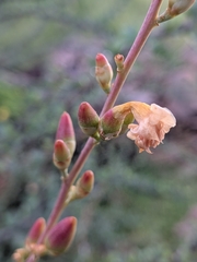 Fouquieria burragei