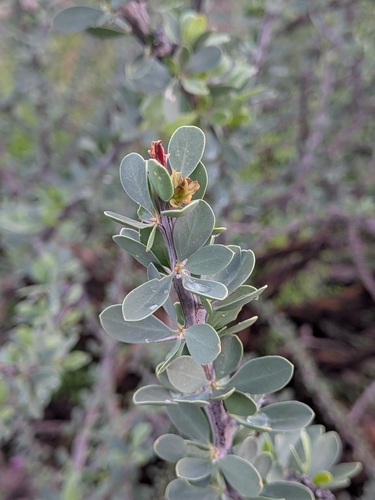 Fouquieria burragei, photograph 2