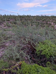 Fouquieria burragei, photograph (c) Abraham Sánchez Romero, some rights reserved (CC BY)