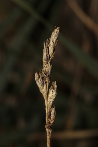 Carex praegracilis, photograph 2