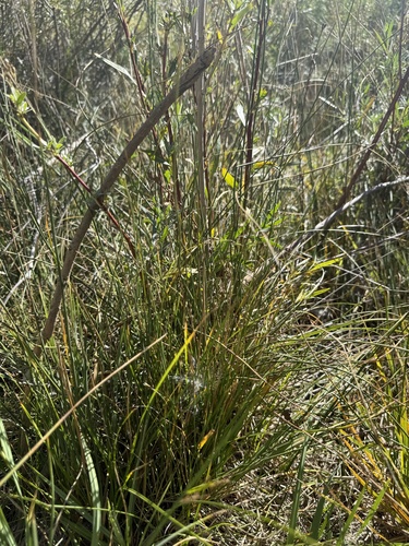 Carex praegracilis, photograph 3
