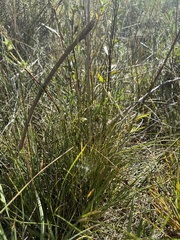 (c) Austin Saunders, some rights reserved (CC BY) Carex praegracilis, photograph (c) Austin Saunders, some rights reserved (CC BY)
