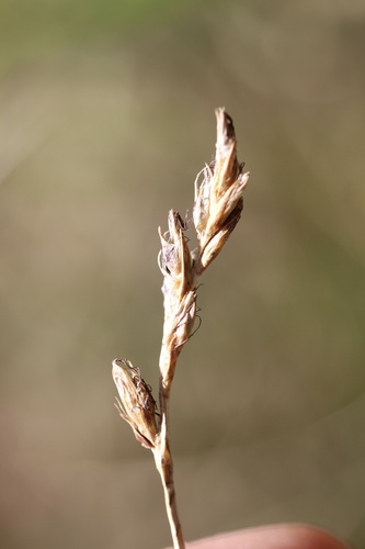 Carex praegracilis, photograph 4