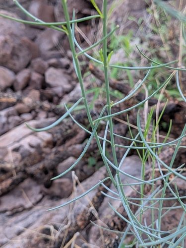 Porophyllum gracile, photograph 3