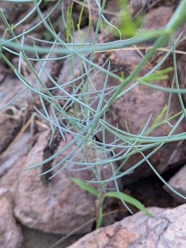 Porophyllum gracile, photograph 4