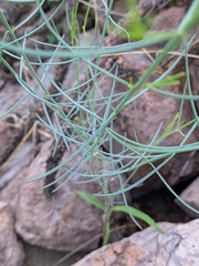 Porophyllum gracile, photograph (c) Abraham Sánchez Romero, some rights reserved (CC BY)