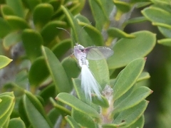 Callipappus