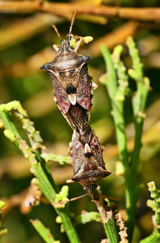 Schellenberg's soldier bug