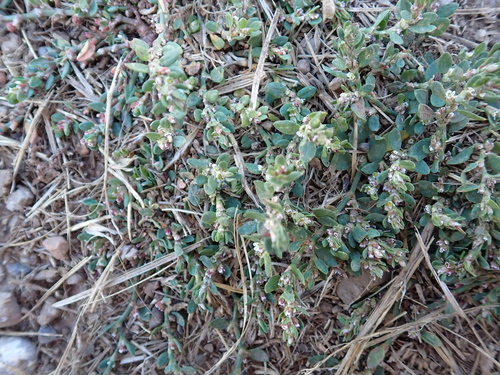 Polygonum arenastrum, photograph 6