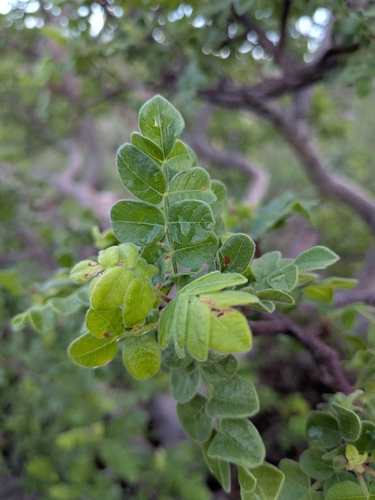 Cyrtocarpa edulis