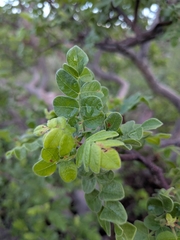 Cyrtocarpa edulis