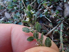 (c) crothfels, some rights reserved (CC BY) Polygonum arenastrum, photograph (c) crothfels, some rights reserved (CC BY)