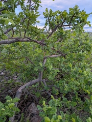 (c) Abraham Sánchez Romero, some rights reserved (CC BY) Cyrtocarpa edulis, photograph (c) Abraham Sánchez Romero, some rights reserved (CC BY)