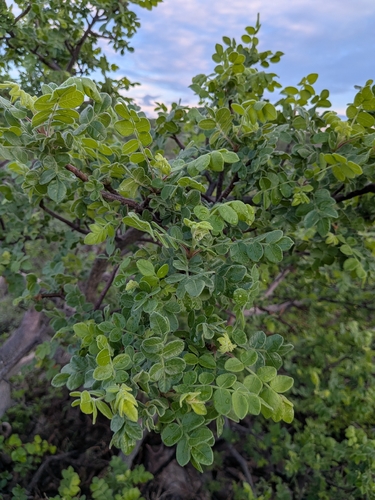 Cyrtocarpa edulis, photograph 3