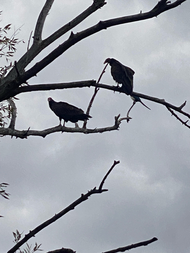 Turkey Vulture