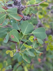 Haematoxylum brasiletto