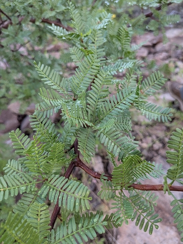 Bursera microphylla, photograph 6