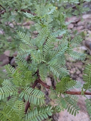 Bursera microphylla, photograph (c) Abraham Sánchez Romero, some rights reserved (CC BY)