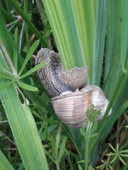 Helix pomatia