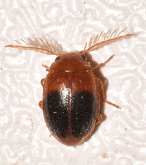 Prionocyphon discoideus