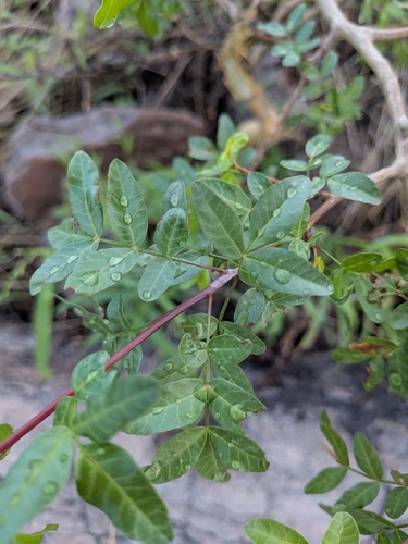 Bursera fagaroides