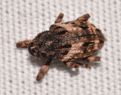 Cryptorhynchus fuscatus