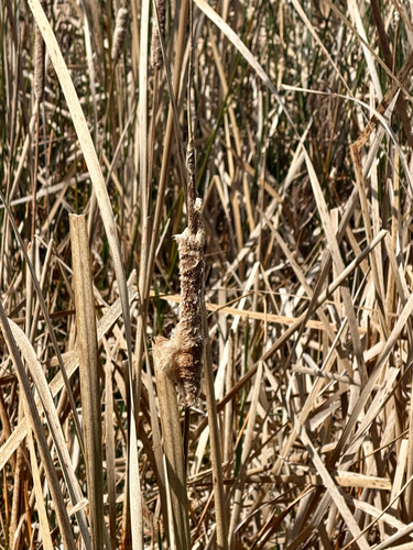 Typha orientalis, photograph 6
